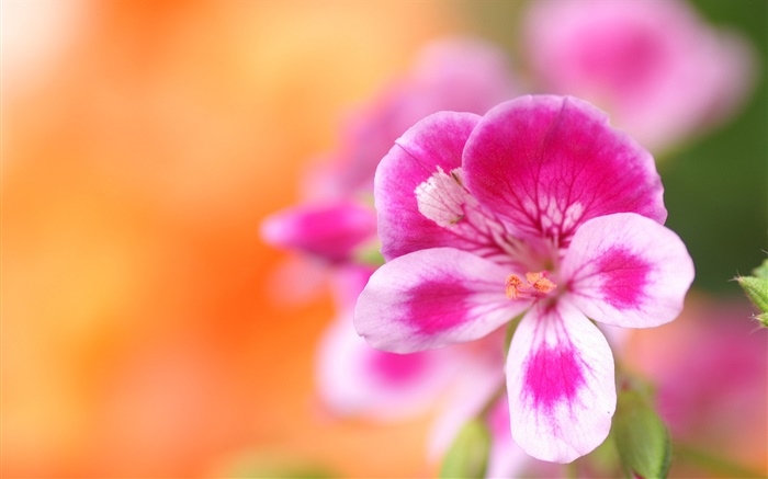 Blumen-Makro-Fotografie, rosa, weiß, Blütenblätter , Bokeh Hintergrundbilder Bilder