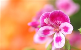 Blumen-Makro-Fotografie, rosa, weiß, Blütenblätter , Bokeh HD Hintergrundbilder