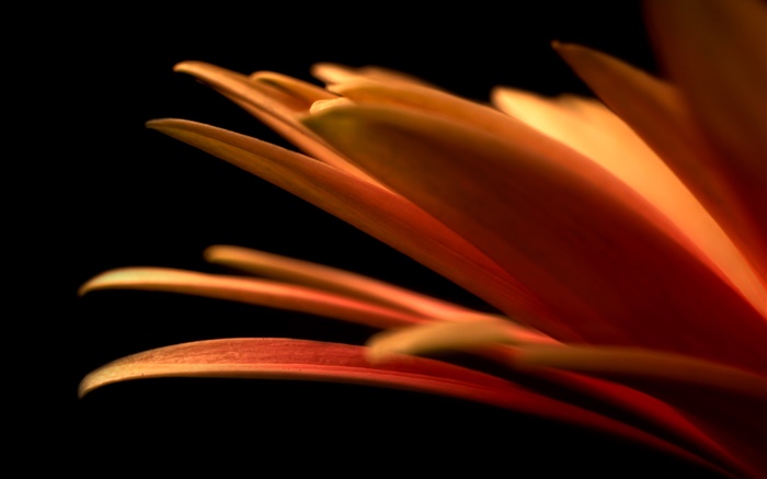 Blütenblätter  close-up, schwarzer Hintergrund Hintergrundbilder Bilder