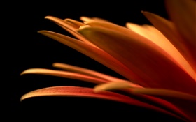 Blütenblätter  close-up, schwarzer Hintergrund