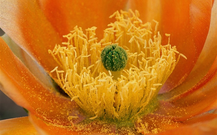 Blumen close-up, Griffel Hintergrundbilder Bilder