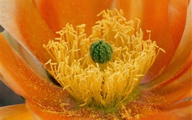 Blumen close-up, Griffel