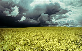 Blumenfeld , Dämmerung, Wolken HD Hintergrundbilder