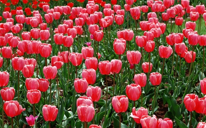 Blumenfeld , rote Tulpen Hintergrundbilder Bilder