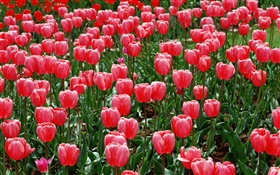 Blumenfeld , rote Tulpen HD Hintergrundbilder