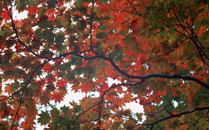 Wald, Herbst, Baum, Ahornblätter Hintergrundbilder Bilder