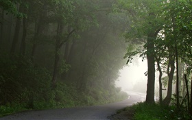 Wald, Straße, Bäume, Nebel, Morgen