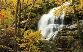 Wald, Bäume, Herbst, Felsen, Wasserfall HD Hintergrundbilder