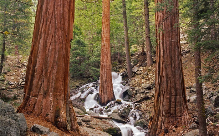 Wald, Bäume, Bach, Felsen Hintergrundbilder Bilder