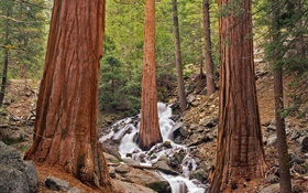 Wald, Bäume, Bach, Felsen HD Hintergrundbilder