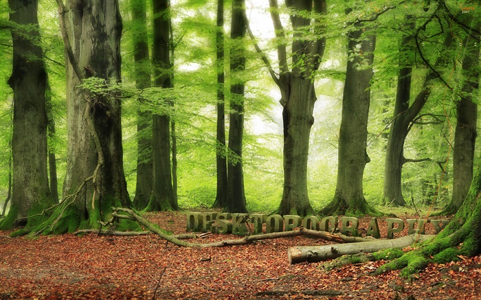 Wald, Bäume, grün, Desktopography Design Hintergrundbilder Bilder