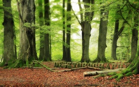 Wald, Bäume, grün, Desktopography Design