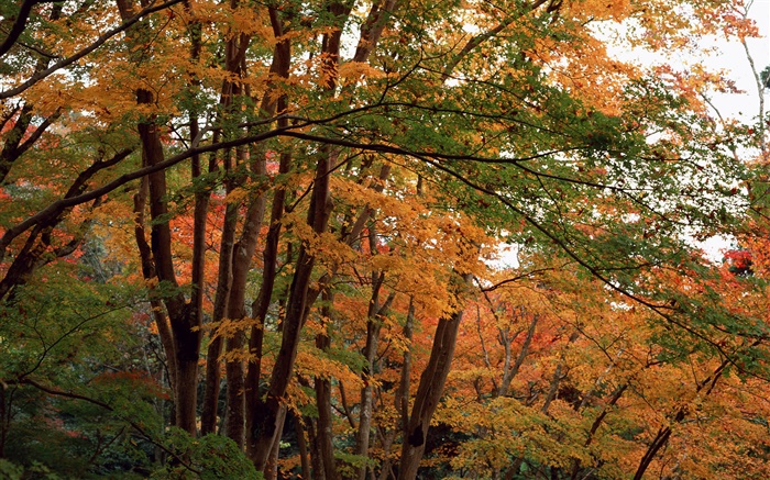 Wald, Bäume im Herbst, gelbe Blätter Hintergrundbilder Bilder