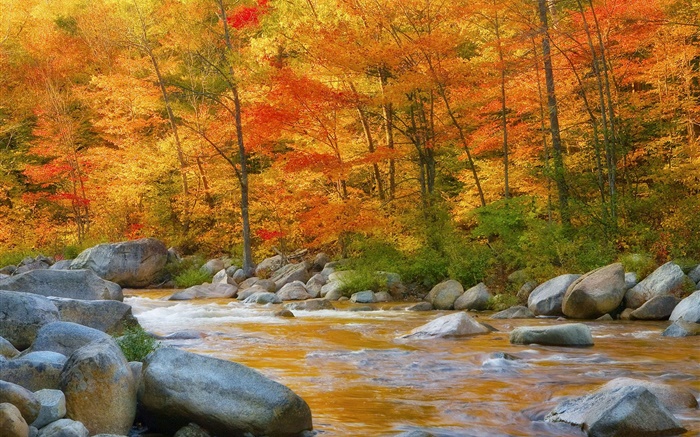 Wald, Bäume, rote Blätter, Fluss, Steine, Herbst Hintergrundbilder Bilder