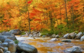 Wald, Bäume, rote Blätter, Fluss, Steine, Herbst HD Hintergrundbilder
