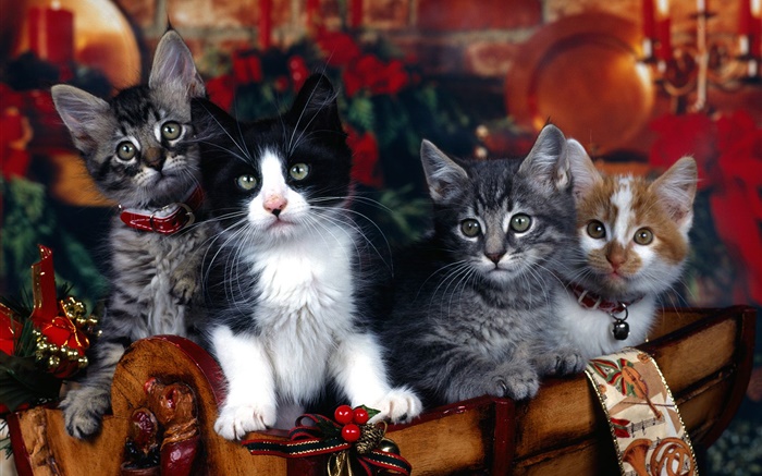 Vier Kätzchen, Weihnachten Hintergrundbilder Bilder