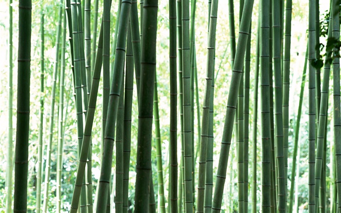Frische grüne Bambuswald Hintergrundbilder Bilder