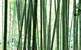 Frische grüne Bambuswald HD Hintergrundbilder