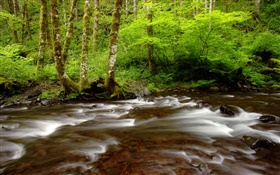 Gales Creek, Tillamook State Forest, Oregon, USA HD Hintergrundbilder