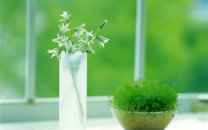 Glasschale , Pflanzen, grün, Fenster, Frühling Hintergrundbilder Bilder