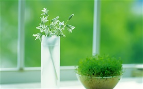 Glasschale , Pflanzen, grün, Fenster, Frühling HD Hintergrundbilder
