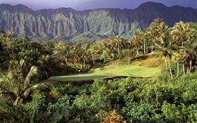 Golf Rasen, Palmen, Berge, Hawaii, USA