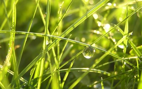 Gras nach dem regen, Wassertropfen , Sonnenschein HD Hintergrundbilder