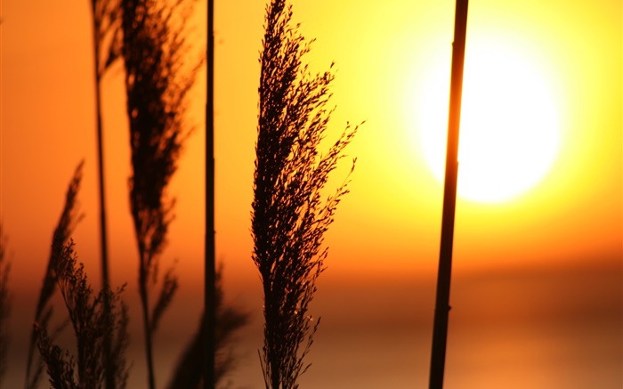 Grass bei Sonnenuntergang, roten Himmel Hintergrundbilder Bilder