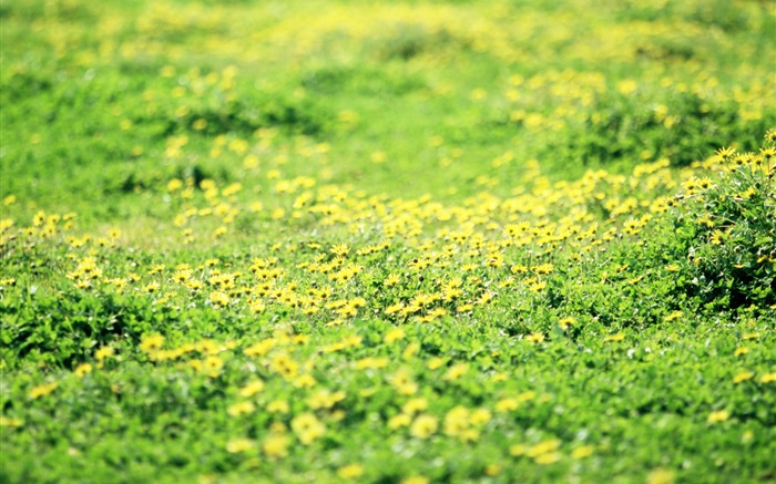 Gras, Rasen, gelbe Wildblumen Hintergrundbilder Bilder