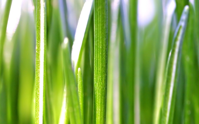 Grass Blätter Makro-Fotografie, Bokeh Hintergrundbilder Bilder