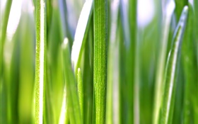 Grass Blätter Makro-Fotografie, Bokeh HD Hintergrundbilder