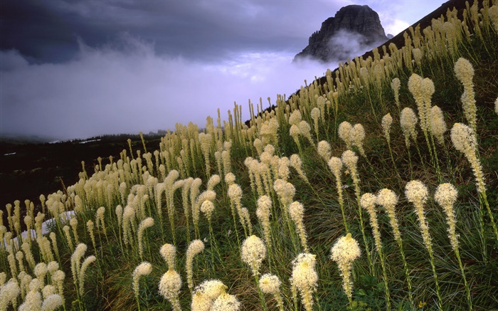 Gras, Berge, Hang, Nebel, Dämmerung Hintergrundbilder Bilder