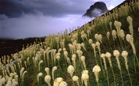 Gras, Berge, Hang, Nebel, Dämmerung HD Hintergrundbilder