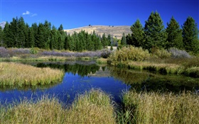 Gras, Bäume, Teich, Natur Landschaft HD Hintergrundbilder
