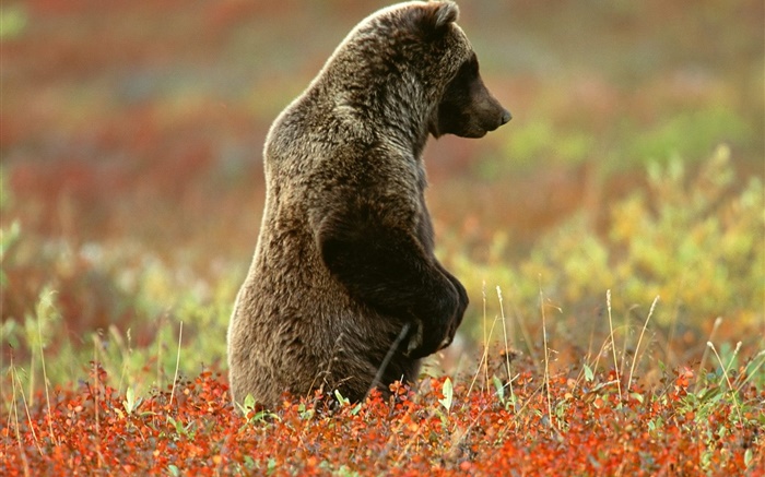 Grauer Bär stehend Hintergrundbilder Bilder