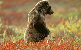 Grauer Bär stehend HD Hintergrundbilder