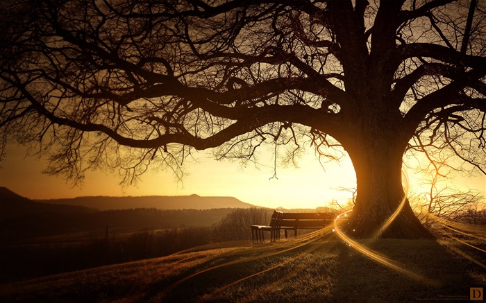 Große Baum, Bank, Sonnenuntergang, Lichtstrahlen , kreative Bilder Hintergrundbilder Bilder