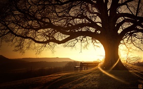 Große Baum, Bank, Sonnenuntergang, Lichtstrahlen , kreative Bilder HD Hintergrundbilder