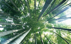 Grüner Bambus, Ansicht von oben, Glanz HD Hintergrundbilder