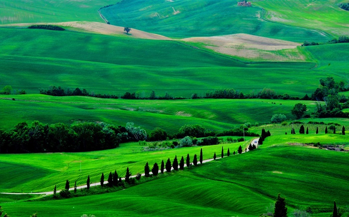 Grünes Feld, Toskana, Italien, Bäume, Straße Hintergrundbilder Bilder
