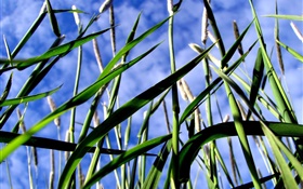 Grünes Gras, blauer Himmel HD Hintergrundbilder