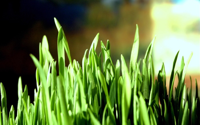 Green Gras close-up, Bokeh Hintergrundbilder Bilder