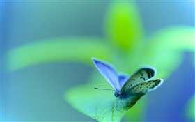 Grünes Blatt, Schmetterling, Falter, Insekt, Bokeh HD Hintergrundbilder