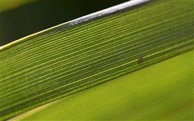 Grünes Blatt Makro-Fotografie