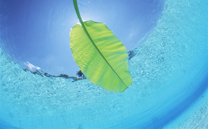 Grünes Blatt, Unterwasser , Meer, Malediven Hintergrundbilder Bilder