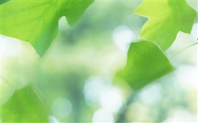 Grüne Blätter, Bokeh, Sommer HD Hintergrundbilder
