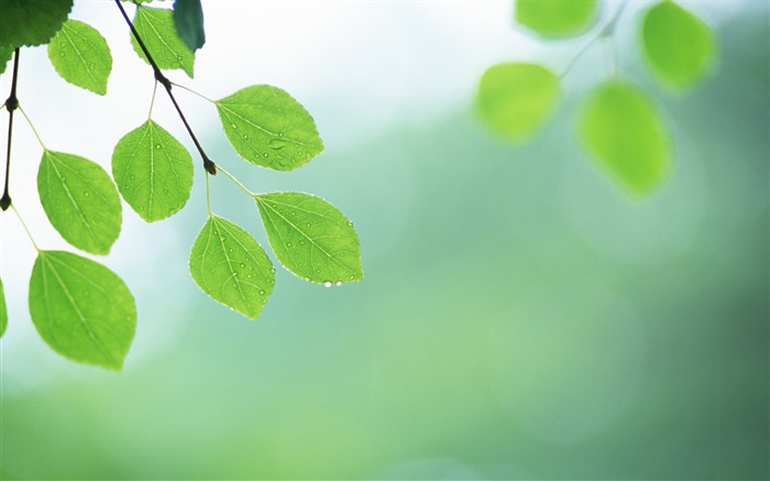 Grüne Blätter, Zweige, Tau Hintergrundbilder Bilder