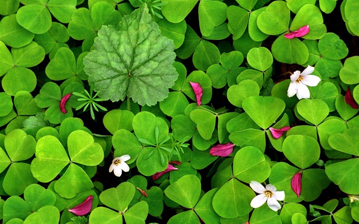 Grüne Oxalis und kleinen weißen Blüten Hintergrundbilder Bilder