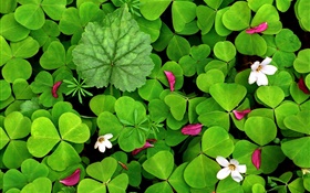 Grüne Oxalis und kleinen weißen Blüten HD Hintergrundbilder