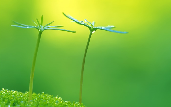 Grün, Frühling, Pflanzen Knospen, frisch Hintergrundbilder Bilder